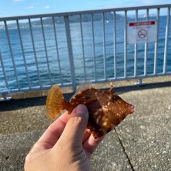 カワハギシーズンイン！！